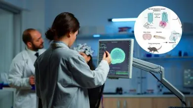 HaloDA1.0 nuevo sensor permite rastrear dopamina y redes neuroquímicas del cerebro en tiempo real