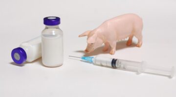 Investigadores descubren nueva cepa de gripe porcina
