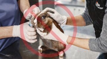 La FDA anuncia un cambio de paradigma: eliminará gradualmente algunas pruebas en animales para nuevos medicamentos