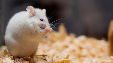 Lesiones nervio faciales cambian la estructura de las neuronas piramidales