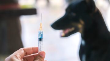 México primer país del mundo en eliminar la rabia humana transmitida por perros