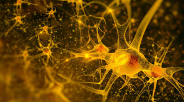 Nueva técnica capta imágenes de la actividad del cerebro en zonas profundas