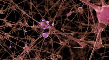 Nuevas investigaciones sugieren mecanismos alternativos en el desarrollo del Alzheimer