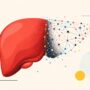 Nuevo mapa molecular reconstruye la progresión del hígado graso y abre una vía para la investigación clínica
