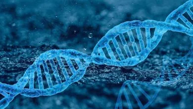 Nuevos hallazgos incrementarían la comprensión de enfermedades autoinmunes