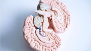 Nuevos hallazgos muestran un mecanismo clave en la alteración de la plasticidad sináptica en pacientes con esquizofrenia