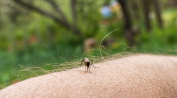 OMS inicia plan decenal para erradicar enfermedades tropicales desatendidas