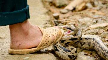 OMS lanza estrategia para mitigar y prevenir las mordeduras de serpiente
