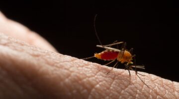 OMS publica informe final sobre Enfermedad de Chagas y la situación en Las Américas