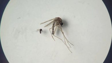 OPS alerta sobre el aumento de casos de la fiebre de Oropouche en las Américas
