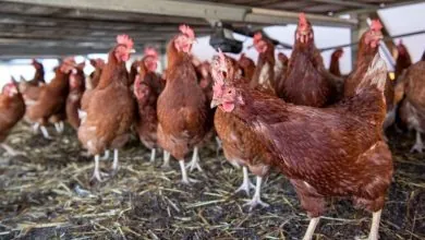 OPS reporta avance sostenido de la influenza aviar A(H5N1) en las Américas y urge reforzar vigilancia