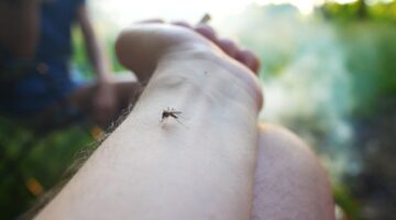 Popayán declara emergencia de salud pública por brote de dengue, más de 3.000 casos registrados en 2024