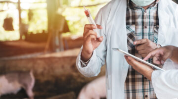 Primer caso humano de gripe porcina H1N2 detectado en Reino Unido
