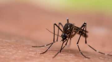 Procuraduría alerta por aumentos de casos de dengue en el país