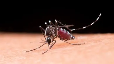 Reactivación del chikunguña impulsa a Colombia a reforzar su control vectorial