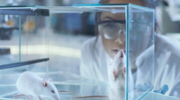 Regeneración de neuronas en ratones un avance prometedor para superar lesiones de médula espinal