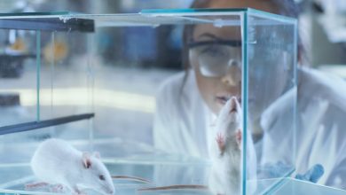 Regeneración de neuronas en ratones un avance prometedor para superar lesiones de médula espinal