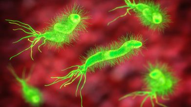 Relacionan bacteria intestinal al desarrollo del síndrome de colon irritable