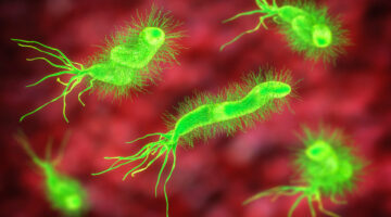 Relacionan bacteria intestinal al desarrollo del síndrome de colon irritable