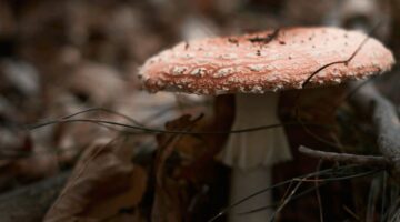 Trastorno depresivo mayor 2020