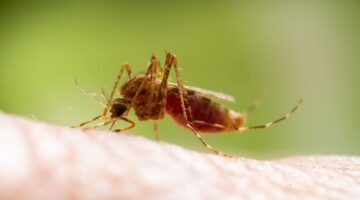 Vacuna R21Matrix-M para prevenir el paludismo