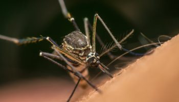 ZIKA