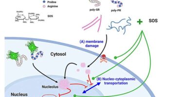 Enfoque Revolucionario para Tratar la ELA y la DFT