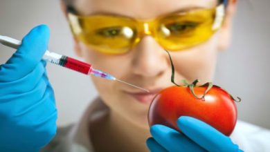 ABC alimentos genéticamente modificados