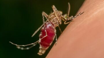 Chikunguña se redujo en un 75% en Río de Janeiro