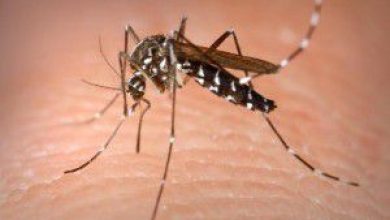 Chikunguña