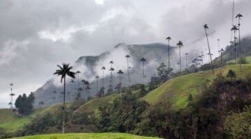Alerta en el Quindío: Dengue en aumento, Secresalud insta a tomar medidas urgentes