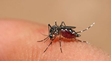 vacuna contra el dengue