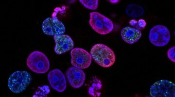 dependencia genetica del cancer