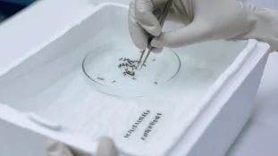 eliminación del dengue