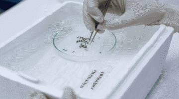 eliminación del dengue