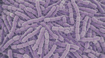 fda aprueba vacuna pfizer neumococo