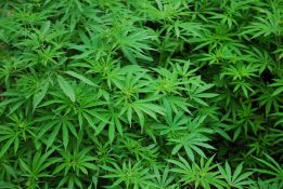 Inicia comercialización del primer medicamento con cannabis