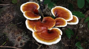 ganoderma