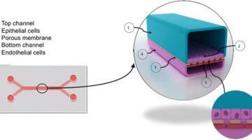 La tecnología avanzada de órgano en un chip promete esclarecer el comportamiento celular en el cáncer de hígado