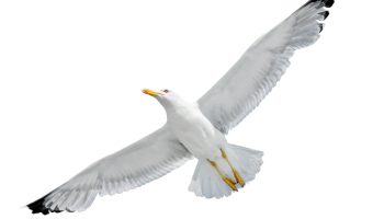 Flying,Seagull,Isolated,On,White,Background