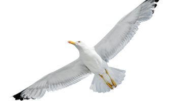 Flying,Seagull,Isolated,On,White,Background