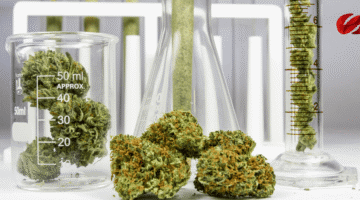 Legalización del Cannabis y el debate por efectos adversos en salud