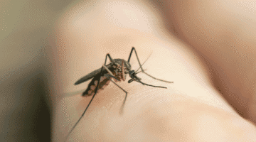 malaria