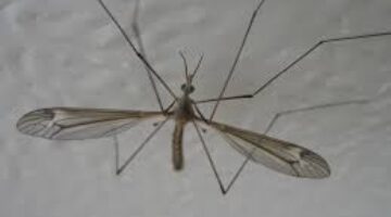 A 1000 personas infectadas por el virus chikunguña