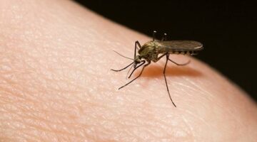 El virus Chikunguña ya está en Colombia