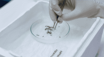 mosquitos-estados-unidos