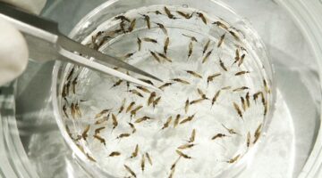 INS e investigadores de Estados Unidos inician trabajo conjunto contra el Zika