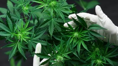 cannabis medicinal