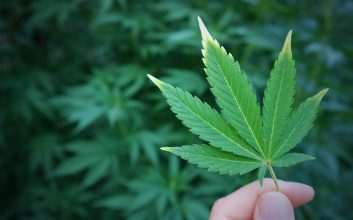 Cannabis de uso adulto en Colombia - Senado aprueba proyecto de acto legislativo