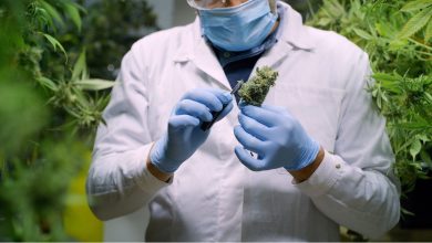 cannabis medicinal